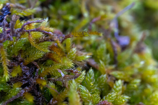 Macro Closeup Selective Focus Moss Texture | Intricate Fronds, Organic Detail, Nature Background Blur | Stock Photography