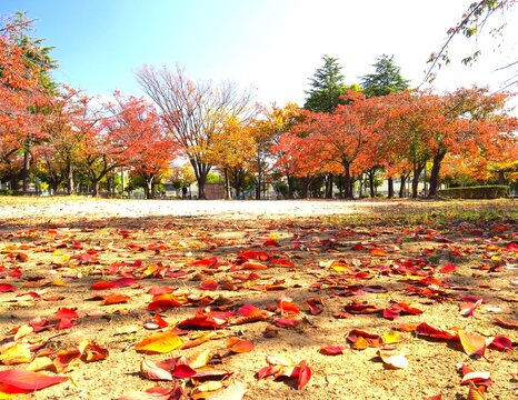 紅葉の桜の枯れ葉の散る秋の住宅地の朝の公園風景