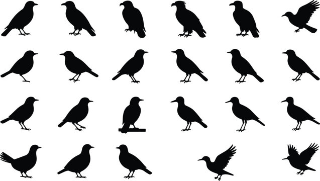 Bird Species Silhouettes Collection Vector Icons Various Poses Flying Perching