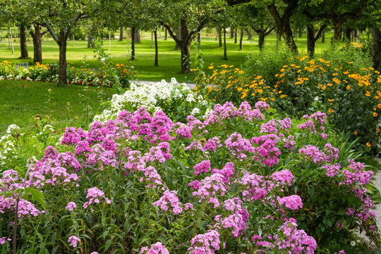 A large flower bed with lush, blooming, pink tall phlox in a park-like garden. Lawns, white floral accents, yellow coneflowers, and shade-providing trees in the background