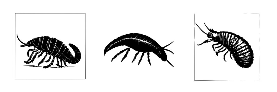 Trilobite set with hand-drawn scientific illustration detail in antique woodcut style featuring paleontology, fossil, entomology with illustration and woodworking