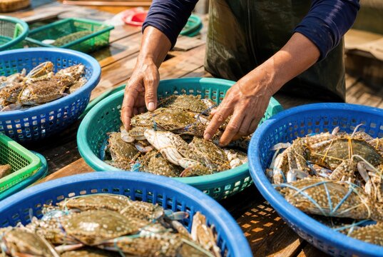 Fresh live mud crabs sorted in vibrant blue-green baskets by experienced hands at bustling seafood market, authentic coastal cuisine preparation
