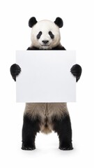 Obraz premium panda