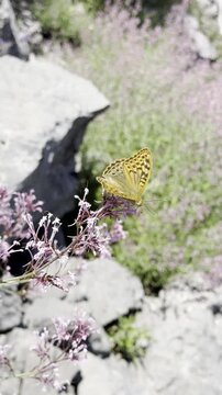 Butterfly Flapping Wings on Purple Mountain Flowers