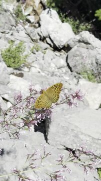Close-up of a butterfly gracefully hovering above beautiful long purple blossoms outdoors