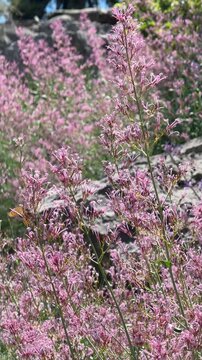 Vertical video of a colorful butterfly feeding on tall purple wildflowers during a summer day