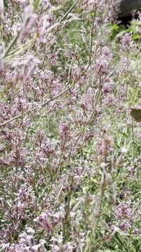 Vertical close-up of a butterfly resting delicately on vibrant long purple flowers in a sunny garden