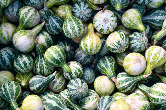 Top view of many small ornamental Cucurbita Pepo  Dancing or Spinning Gourd with green stripes