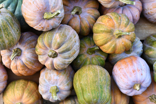 Mix of medium sized pastel colored Cucurbita moschata squashes