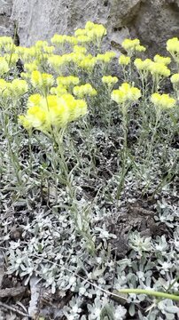 Discovering C&uuml;ce Sonsuz: The Healing Power of Goldilocks Aster