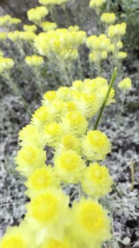 Why You Should Drink Everlasting Flower Tea for Stomach Relief