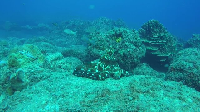 octopus under waer
