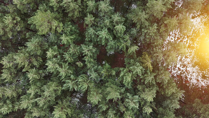 Wintry forest shadows and sunlight from above © AlexGo