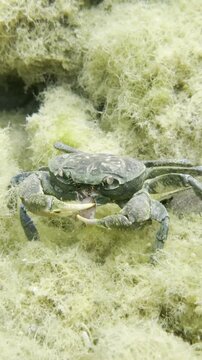 Into the Clear Cold Waters: Discovering Unique Aquatic Species of the Mediterranean