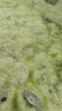 Stunning Underwater Footage of Native Freshwater Life in the Mediterranean Region