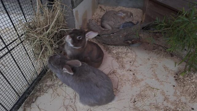Three rabbits resting and feeding inside a cozy enclosure, displaying natural behavior in a calm animal habitat with hay, bedding, and sheltered surroundings.