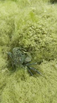 Exploring the Hidden Underwater World of Mediterranean Cold Freshwater Ecosystems