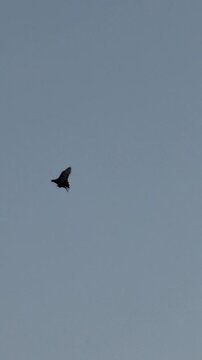 Close-up of a Tumbler Pigeon in Vertical Format