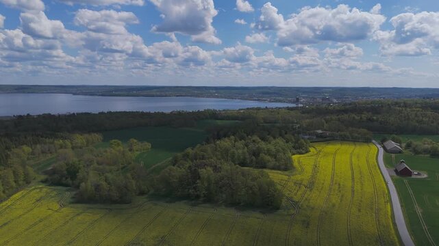 Aerial drone view of Loch Leven near Kinross Scotland. Yellow rapeseed fields, woodland and freshwater loch extend beneath blue sky with scattered clouds