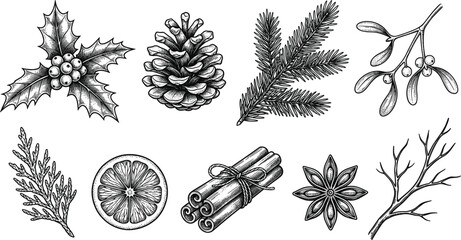 Obraz premium Christmas and Winter Botanical Sketch Illustration Set Featuring Pinecone Holly Mistletoe Fir Branch Orange Slice Cinnamon and Star Anise for Holiday Designs