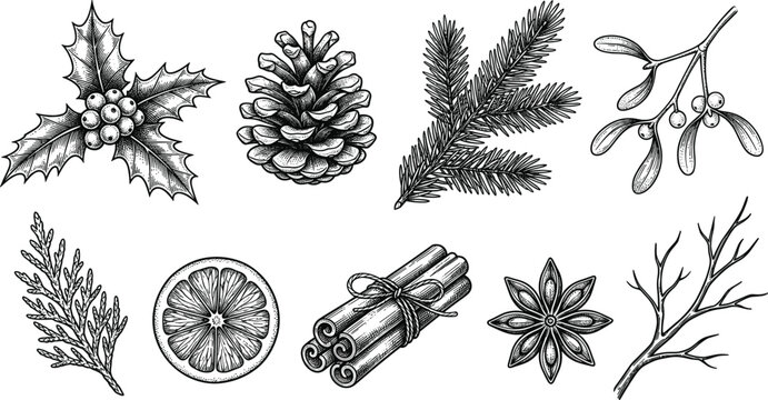 Christmas and Winter Botanical Sketch Illustration Set Featuring Pinecone Holly Mistletoe Fir Branch Orange Slice Cinnamon and Star Anise for Holiday Designs