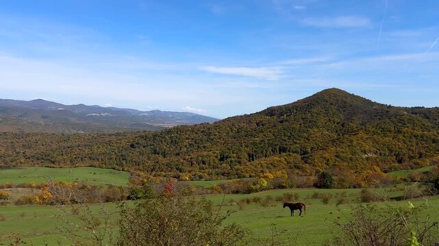 Fall. Horse grazes peacefully in expansive green field beneath clear blue sky. Nature concept highlights tranquil beauty and harmony of rural landscapes.