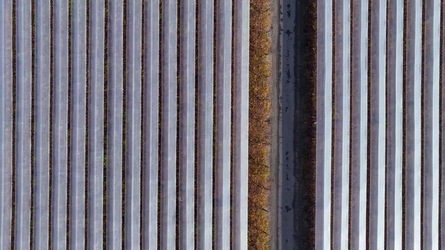 Ascending top down shot over tight parallel rows of plastic greenhouse tunnels divided by a narrow dirt path revealing autumn-colored vegetation along the edges