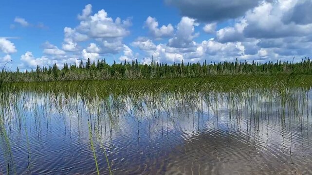 Gliding past aquatic grass on a calm lake with a forest shoreline in the background on a sunny summer day.