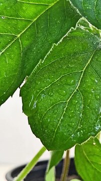 Close-up vertical video of fresh green mint leaves covered with tiny water droplets. The detailed leaf texture and moisture emphasize freshness, herbal plants, gardening, healthy living, and natural b