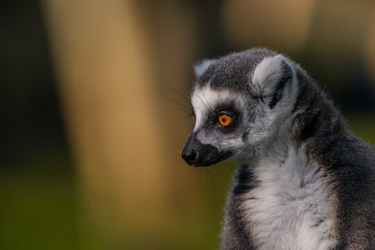 Ring-tailed lemur pondering the meaning of life.