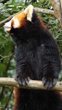 A close-up of a red panda curious about the rain
