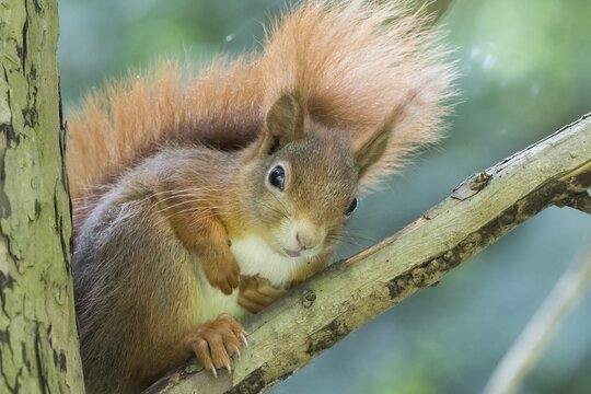A curious squirrel (Sciurus vulgaris) with a bushy tail sitting on a branch, Hesse, Germany