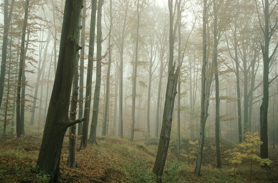 Germany, Greiz, Greiz-Werdauer-Wald, Thuringia, Atmosphere, Autumn, Beech Forest, Haze, Autumn, Landscape, Deciduous Forest, Fog, Atmosphere, Vogtland, Forest, Wood