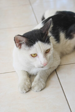 Close Up Black and White Domestic Cat Resting Indoors