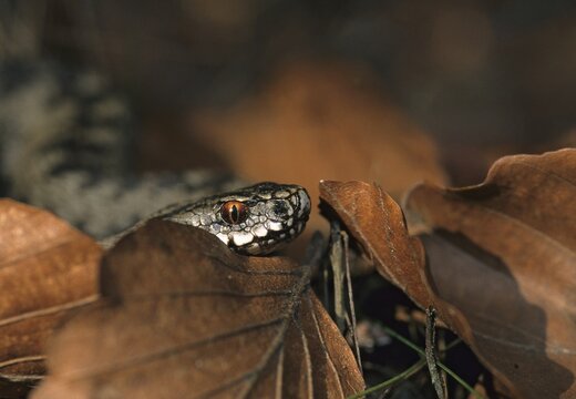 European adder, European viper, venomous snake, vipera berus, critters, poisonous reptilia, reptilia, snakes, snakes