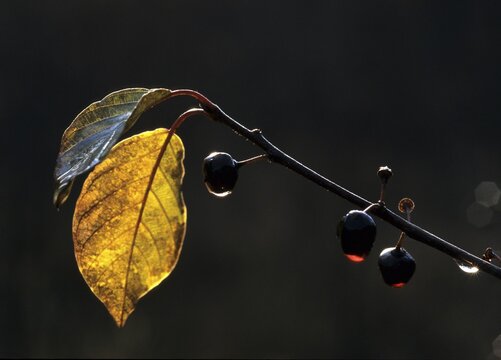 Buckthorn, Frangula Alnus, Buckthorn, Rhamnaceae, Alder Buckthorn, Autumn, Breaking Buckthorn, Detail, Flora, Backlight, Glossy Buckthorn, Autumn, Landscape, Leaves, Plants