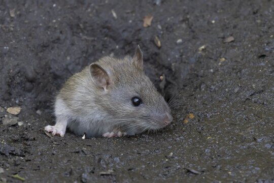 Brown rat (Rattus norvegicus) adult rodent animal emerging from a burrow hole entrance, England, United Kingdom