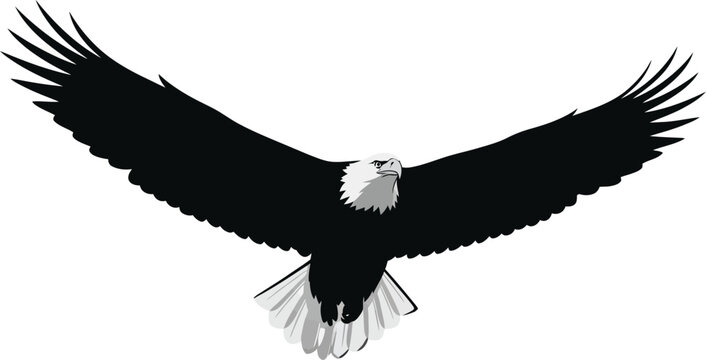 Bald eagle flying with wings spread wide