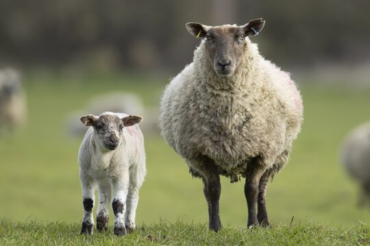 Domestic sheep (Ovis aries) adult mother ewe and juvenile baby lamb farm animals in a grass field in spring, England, United Kingdom