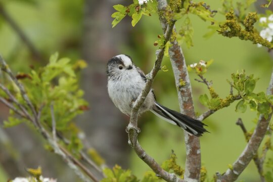 Long tailed tit (Aegithalos caudatus) adult bird on a tree branch in a hedgerow, England, United Kingdom