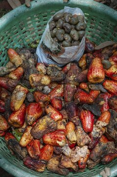 Freshly harvested cashew nuts in a basket, Bilathikulam, Calicut, Kerala, South India, India
