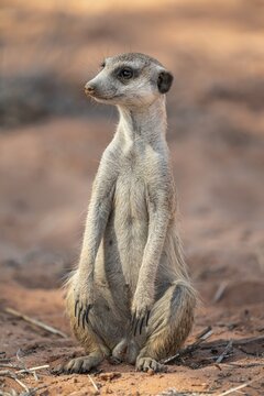 Sitting meerkat (Suricatta suricata), funny, Kgalagadi Transfrontier Park, Northern Cape, South Africa
