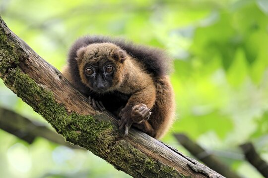 Red-bellied lemur (Eulemur rubriventer), adult female, on a tree trunk, alert, Madagascar