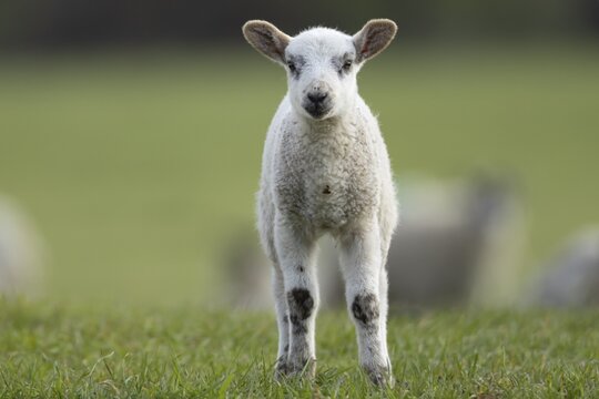 Domestic sheep (Ovis aries) juvenile baby lamb farm animal in a grass field in spring, England, United Kingdom