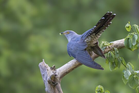 Cuckoo (Cuculus canorus), male, perched on a branch with a caterpillar in its beak, Jenbach, Tyrol, Austria