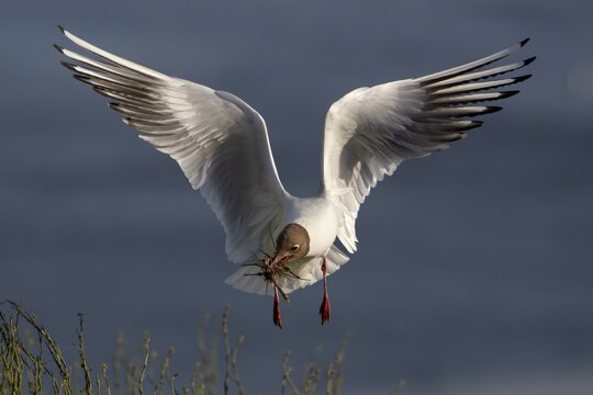 A black-headed gull (Chroicocephalus ridibundus) brings nesting material to its nest, breeding colony, bird colony, seabird colony, shorebird, coastal bird, Eidersperrwerk, June, Germany