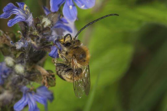 A male long-horned bee (Eucera sp.) collects nectar on creeping bindweed (Ajuga reptans), Baden-W&uuml;rttemberg, Germany