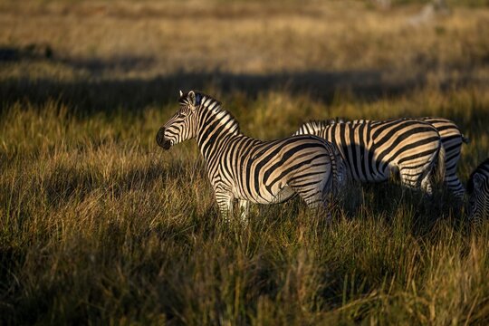 Plains zebras (Equus quagga) near Atzar&oacute; Camp, Okavango Delta, North-West District, Botswana