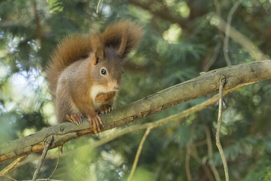 A squirrel (Sciurus vulgaris) skilfully balancing on a branch surrounded by dense foliage, Hesse, Germany