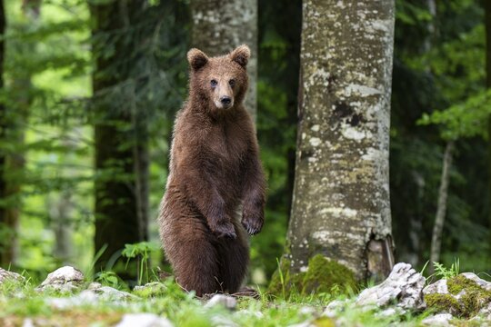 European brown bear (Ursus arctos arctos), standing in the forest, Notranjska region, Slovenia